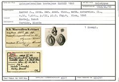 Karteikarte zum Holotyp von Quinqueloculina kostejana Karrer, 1868